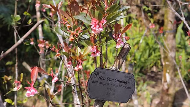 风铃花在巴拿山峰绽放（组图） ảnh 2