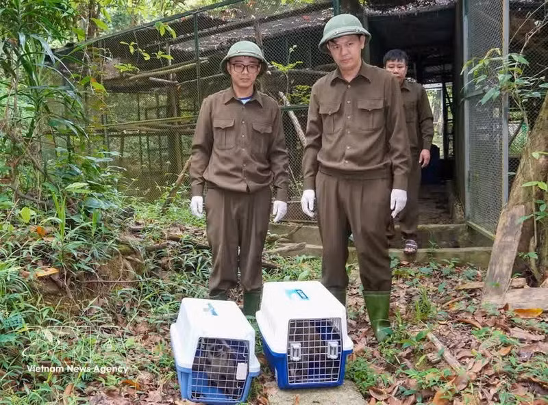 生物救助、保护和发展中心职能力量将13只野生动物被放归大自然。
