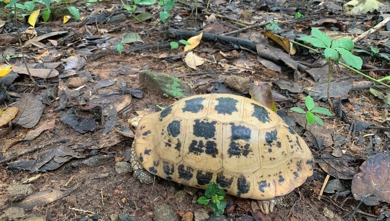 附图：嘉莱省接收5只珍稀黄头陆龟。