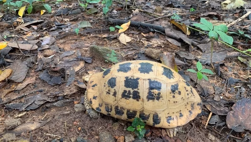附图：嘉莱省接收5只珍稀黄头陆龟。