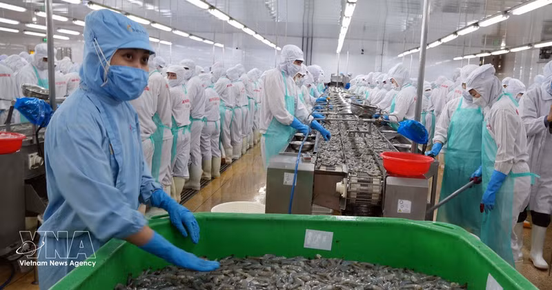 虾类加工出口为金瓯省带来了巨大的收入来源。