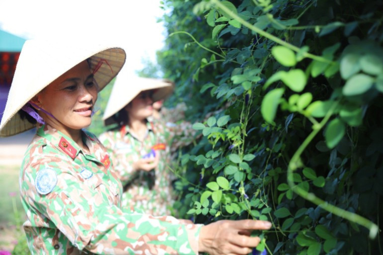 第3号工兵队妇女分会成员采收蝶豆花,用于制作糕点。 moi-truong-4.jpg