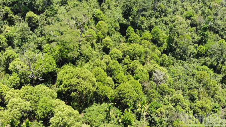 茶眉肉桂的种植面积已在广南省山区各地扩大。 quetramy1.jpg