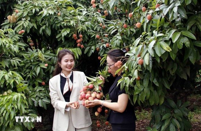 游客在荔枝园体验荔枝收获活动。(图片来源:越通社) vaithieu2.jpg