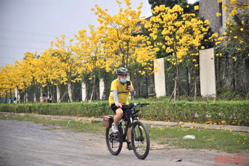 河内人观赏在三月风中飘扬的金花风铃木 ảnh 5