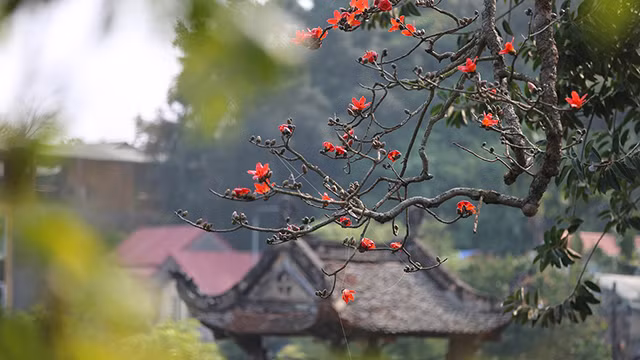 木棉花绽放季节（组图） ảnh 3