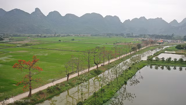 木棉花绽放季节（组图） ảnh 9