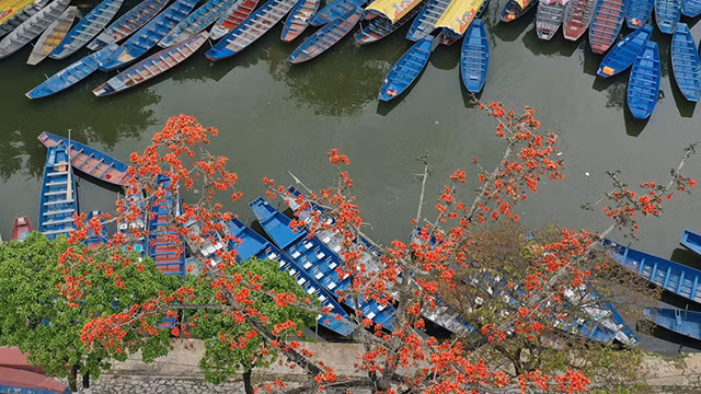 木棉花绽放季节（组图） ảnh 4
