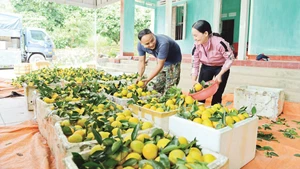 北宁省迎来橙子和柚子丰收季 农业与乡村旅游同步升温