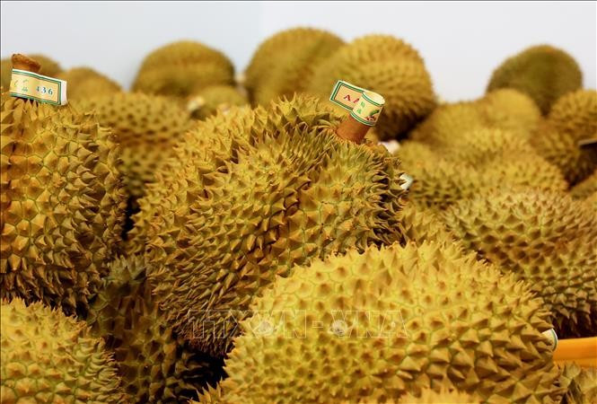 越南榴莲。（图片来源：越通社）