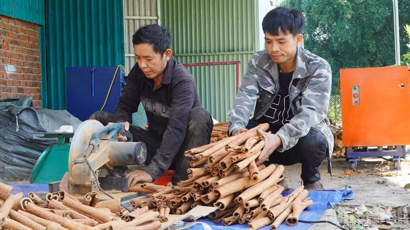 茶眉肉桂是广南省西部山区少数民族群众的主要收入来源。