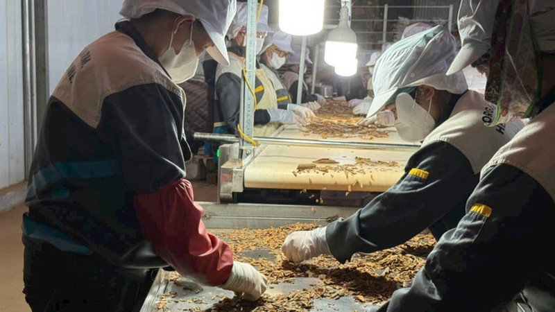 香料生产流水线用于出口。