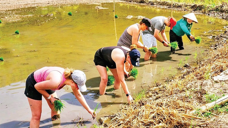 外国游客在宁平省参与独特的体验活动。