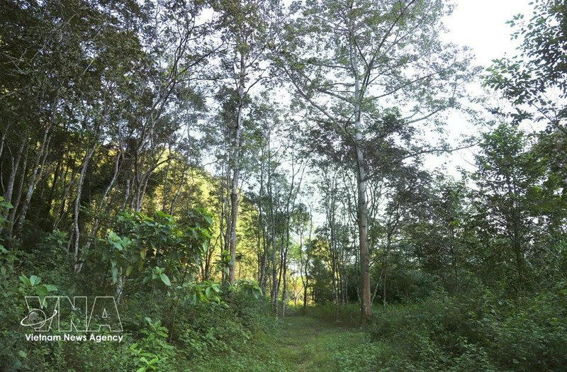 铺黄外围植物园。（图片来源：越通社）