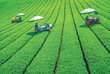 使用机械采摘茶叶。（阮孟海 摄）