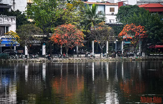 河内市落叶季节 美不胜收 让人着迷（组图） ảnh 4