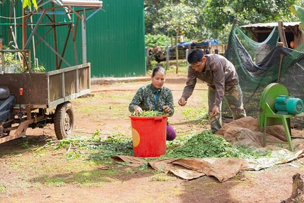 越南1.1万多名少数民族妇女获得生计发展贷款 。