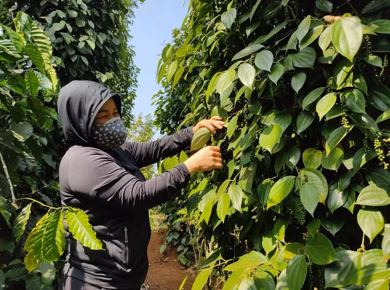 越南胡椒出口额有望重新回升到10亿美元