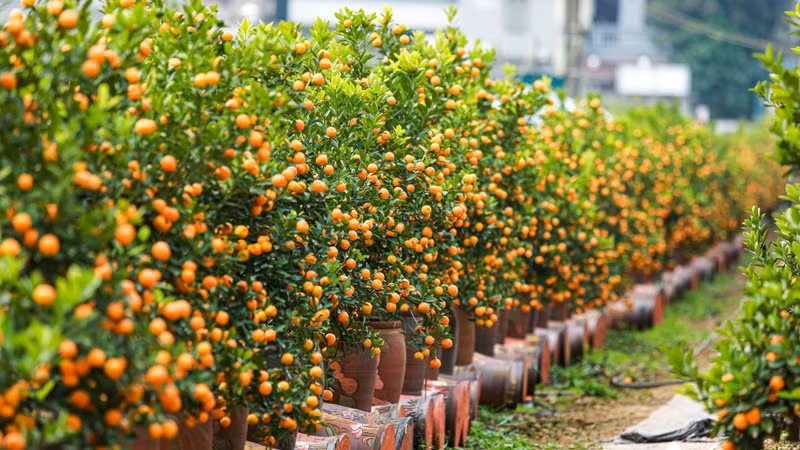 金橘树象征着“丰收”,也是新一年的良好开端。 金橘树象征着“丰收”,也是新一年的良好开端。