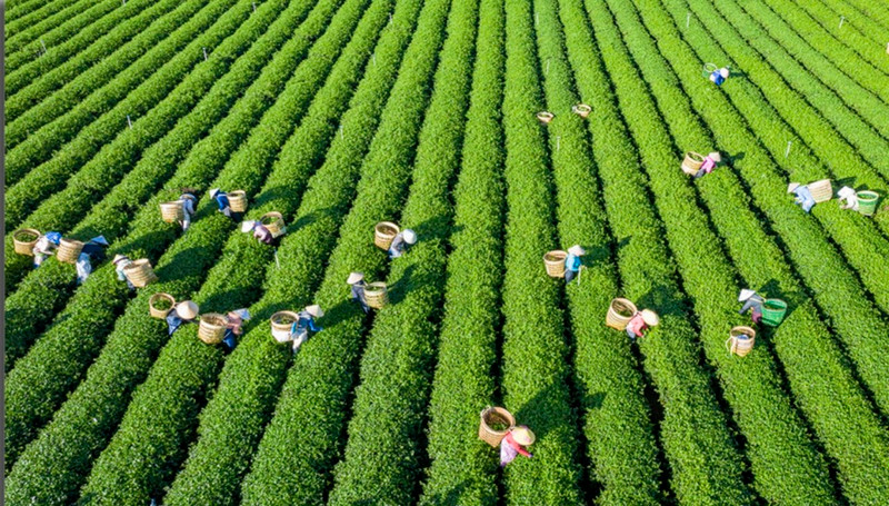 越南是全球第八大茶叶出口市场。
