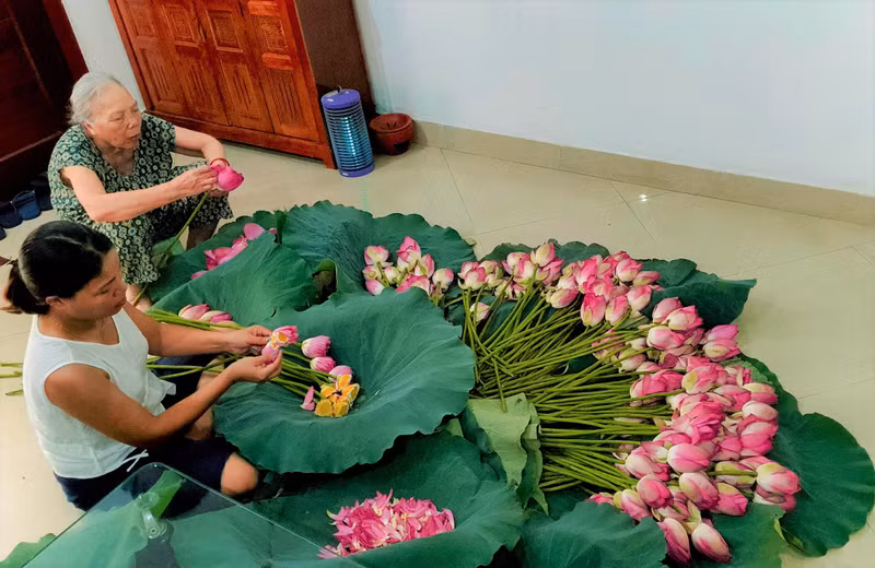 河内西湖广安荷花茶窨制工艺：河内人文化的精髓。