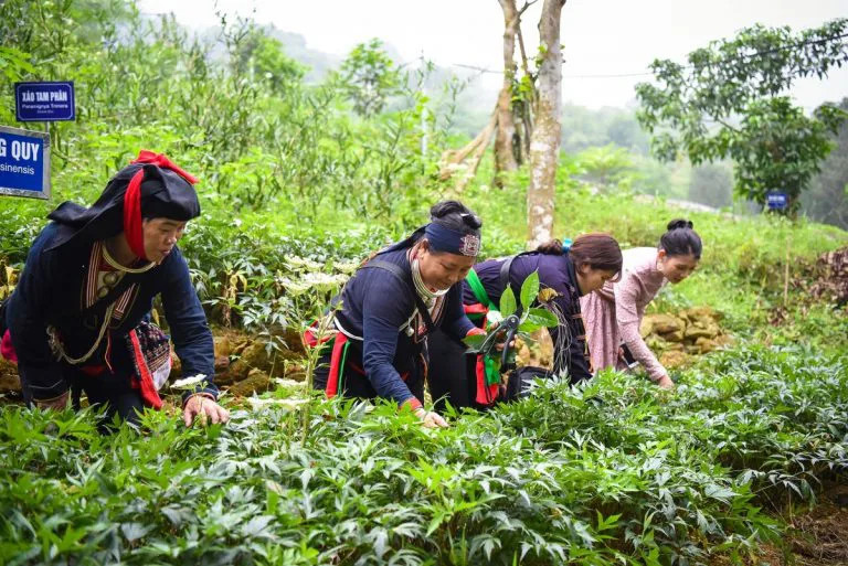 药材发展使边远地区面貌焕然一新。