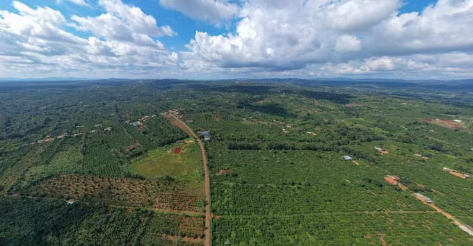 得乐省遵守《欧盟零毁林法案》的咖啡产区。
