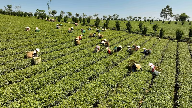 林同省宝录县录广乡嘉达越有限公司有机茶种植面积为350公顷。