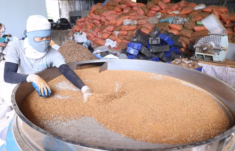 河内市DACE公司不同规格的撕碎机。