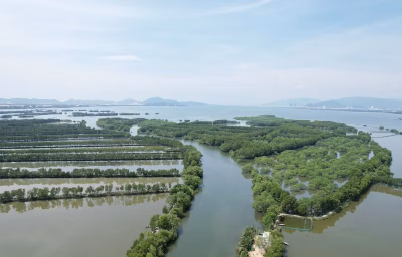 平定省鸟丘红树林。