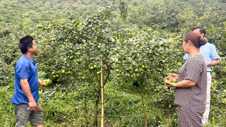 根据宣光省人民议会第03号决议，咸安县安顺乡的人们可以获得政策信贷资金，以种植四季柠檬。