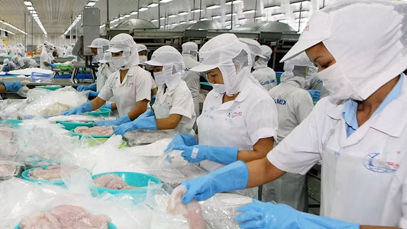 芹苴市芹苴水产品进出口股份公司的水产加工活动。（图片来源：国俊 摄）