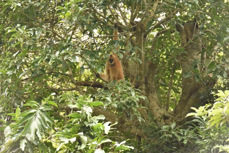 菊芳国家公园面积22408公顷,分布在宁平、和平和清化3个省4个县的14个乡。该公园以热带雨林为特色,具有极其宝贵的生物多样性价值,是越南生物多样性丰富的地方之一,拥有许多被列入越南红皮书的珍稀动植物种。 菊芳国家公园面积22408公顷,分布在宁平、和平和清化3个省4个县的14个乡。该公园以热带雨林为特色,具有极其宝贵的生物多样性价值,是越南生物多样性丰富的地方之一,拥有许多被列入越南红皮书的珍稀动植物种。