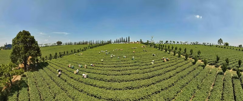 截至目前，林同省达到越南优良农业规范标准(VietGAP) 的茶树种植面积为310公顷。