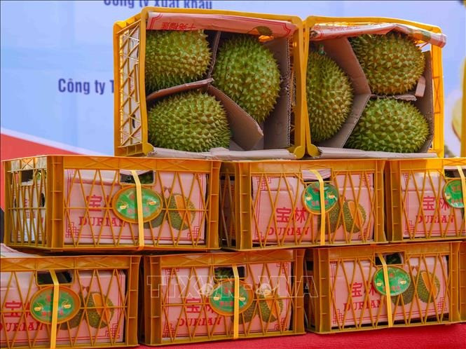 越南榴莲出口中国。