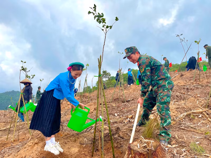 广宁省在植树节期间种植百万棵树。（图片来源：daidoanket.vn）