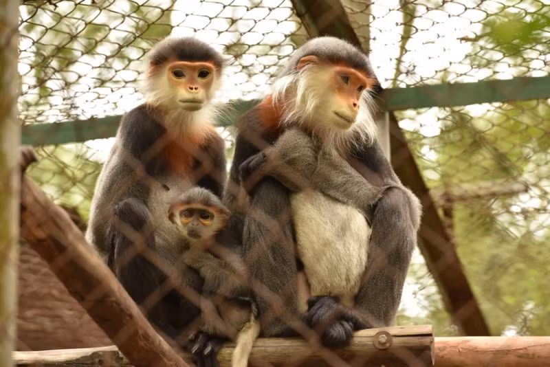 菊芳国家公园将隶属于猕猴属的80只珍稀猴子重新放归大自然。 菊芳国家公园将隶属于猕猴属的80只珍稀猴子重新放归大自然。