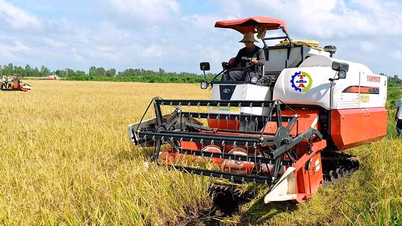 越南多个地方开展优质大米生产，以增加大米出口价值。