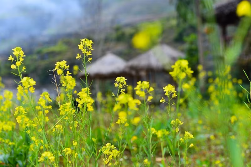 黄澄澄的油菜花似乎给岩石高原增添了亮丽的色彩。