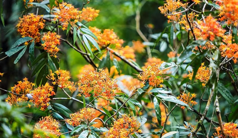 美丽耀眼的无忧花在溪边竞相怒放。