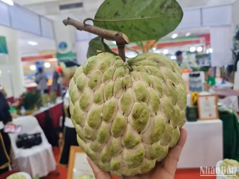 引进番荔枝新品种后，番荔枝个头很大，有的重达1公斤。