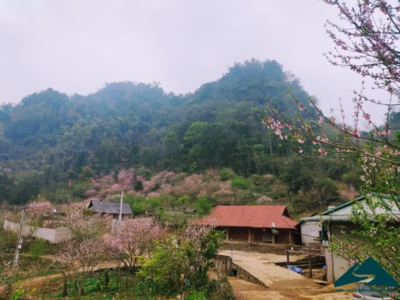 在西北漫山遍野中，粉艳妩媚的桃花很容易让人惊奇、惹人迷醉。