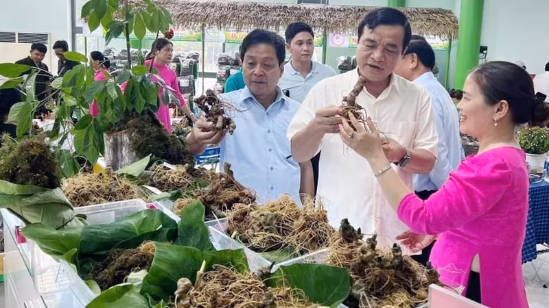 广南省玉灵人参节。