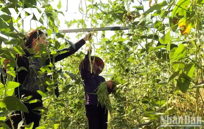 反季节豇豆种植模式取得成功。