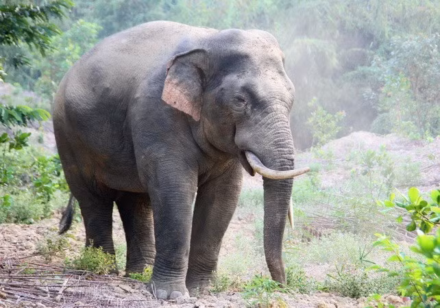 同奈省朝着和谐共处方向积极实施大象保护工作。