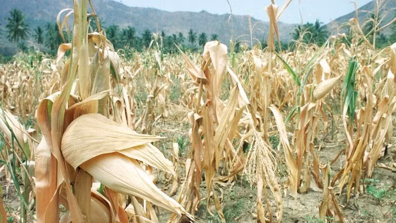 菲律宾南部省份的干燥玉米田。（图片来源：法新社/越通社）