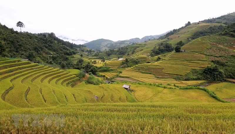 安沛省木江界梯田荣获国家级特殊遗迹证书。