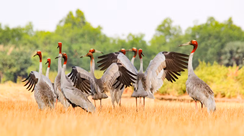 越南着力拯救濒临灭绝的赤颈鹤印支亚种。