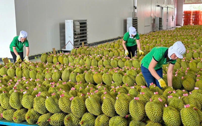 获得正式出口许可后，对中国的榴莲出口量强劲增长。