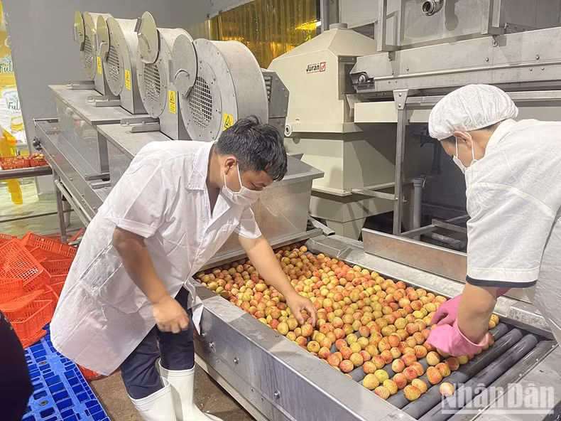 加大荔枝初步加工力度。